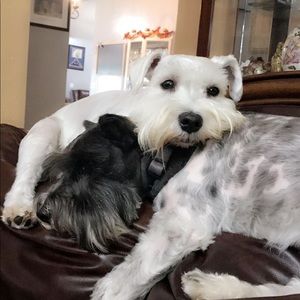 Meet your Posher, Rachael